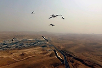 Last Skies: Avian Imaginaries in Video Art from the Middle East